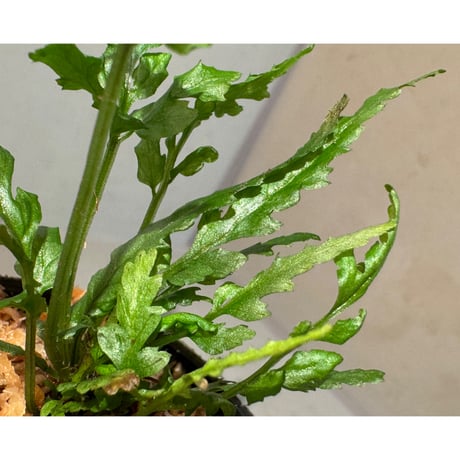 Bolbitis sp. from Siberut [LA 2012年]