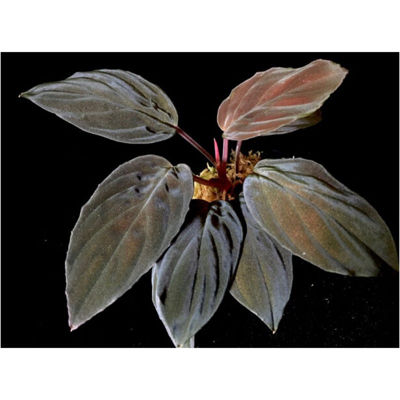 さらみさん専用　homalomena Homalomena sp. Red 