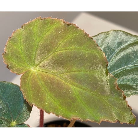 Begonia pavonina from Malaysia