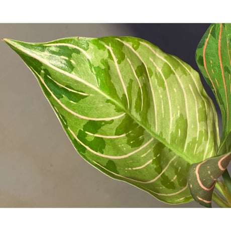 Aglaonema Mutant (rotundum × pictum)