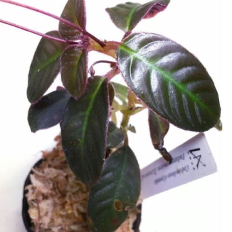 Codonoboea cf. pumila from Padang sumatera [LA1016-01]