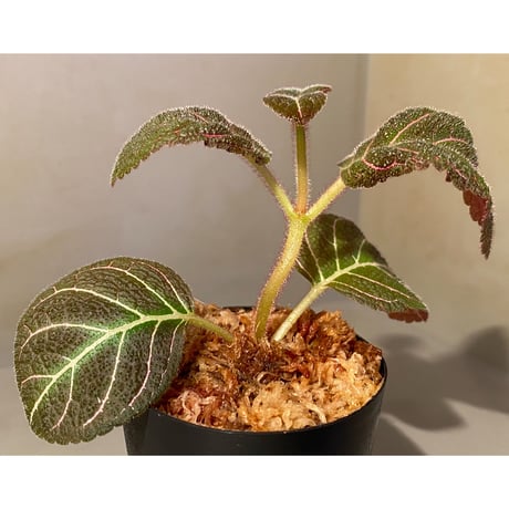Pearcea hypocyrtiflora from Rio Napo Ecuador [tanakay] 赤葉脈