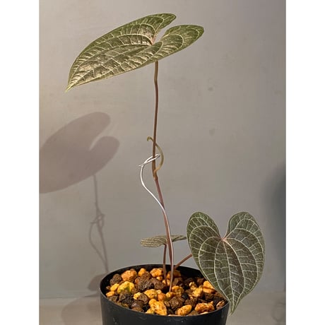 Dioscorea dodecaneura (discolor)