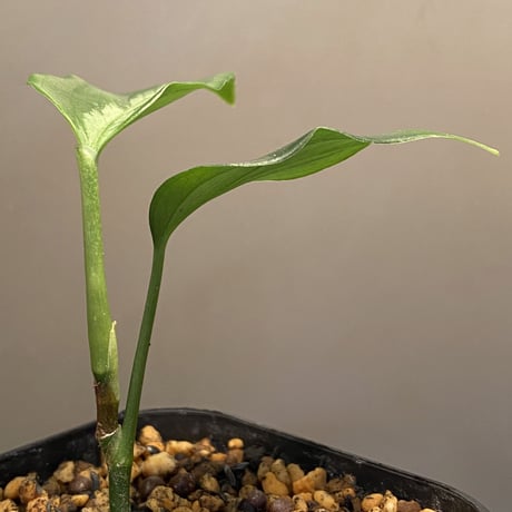 Aglaonema pictum "サイレント" from  Sumatera Barat [AZ1212-3]