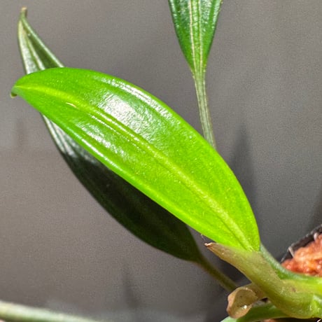 Pursegloveia cf. minima from Kapuas hulu West Kalimantan