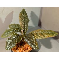 Ardisia sp. from Bengkulu [LA0315-1]