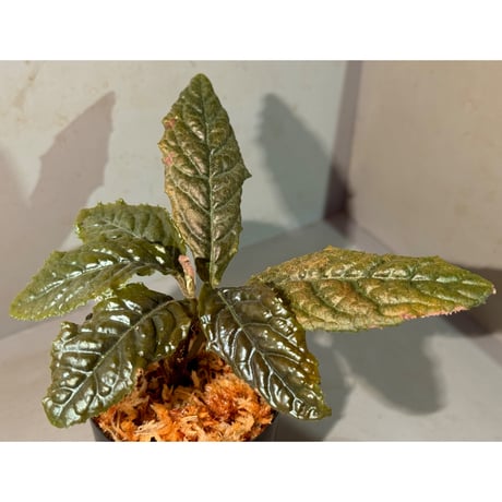 Ardisia sp. from Bengkulu [LA0315-1]