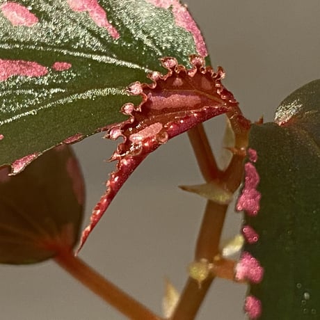 Begonia sp. ぼっち株 from Julau [R1214-01b]