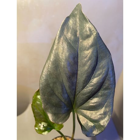 Syngonium sp. from Choco Colombia [tanakay]
