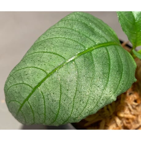 Ophiorrhiza? sp. "Kab. Sanggau" Kal barat [TB]