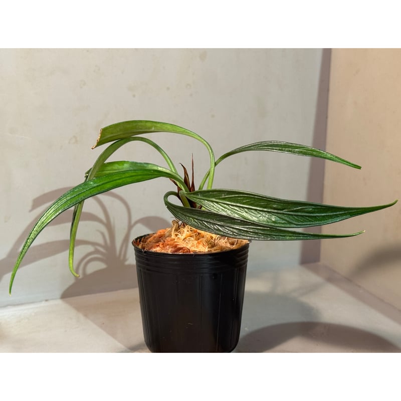 Josefia intricata (旧Aridarum perisai) from Cent