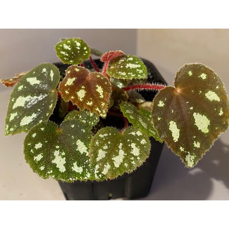 Begonia sp. from Cao Bang [YH050519] TK