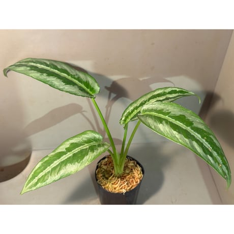 スキスマトグロッティス | STORES