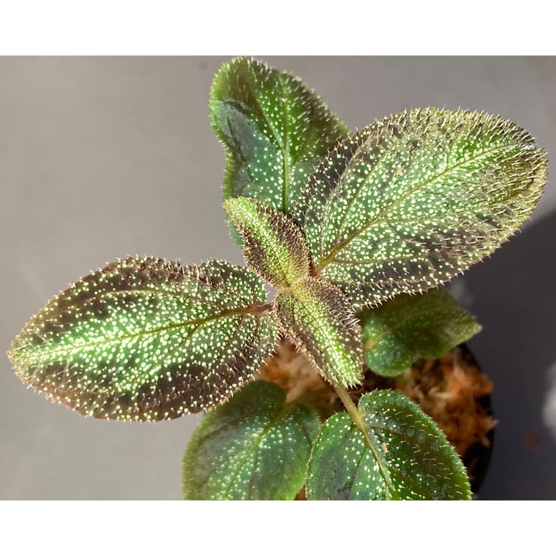 Sonerila sp. from Phitsanulok | M・R・G・R