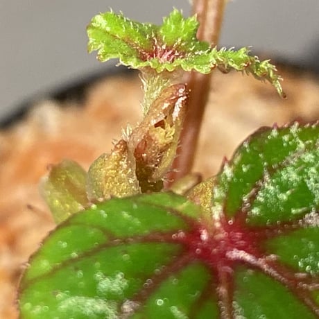 Begonia sp. from North Toraja [S0919-02] 伊藤蟻植物農園