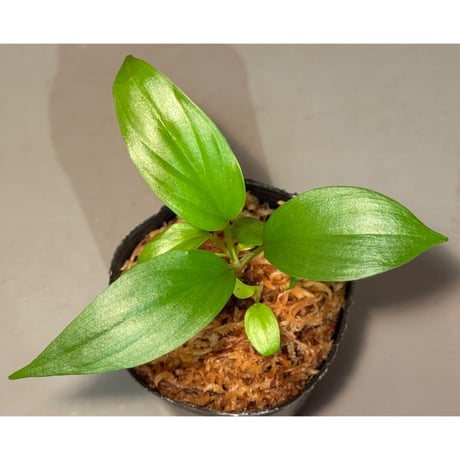 Homalomena sp. Sg. BA Berau KAL-TIM [PP-230928-13]