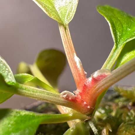 (タグ付き) Homalomena sp. Sabah-2 [R1217-01c]