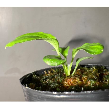 Homalomena sp. "Kayu Lapis" White Kal-barat [TB]