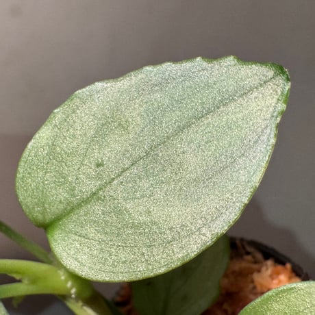 Homalomena sp. "Silver Bullet GG" from P.Linga [AZ0917-1]