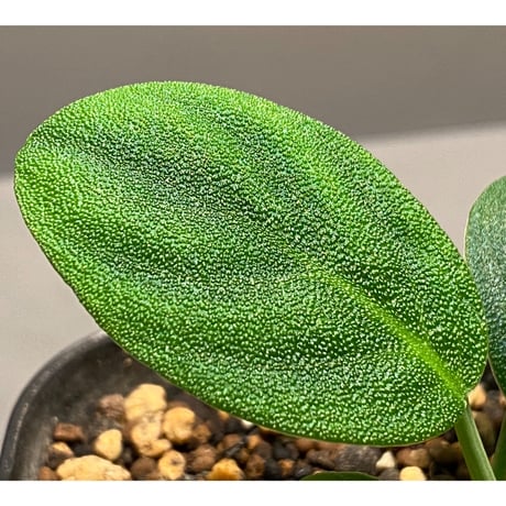 Homalomena sp. 鮫肌C from Aceh Sumatera [LA0816-2]