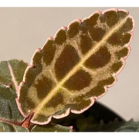 Labisia sp. from Riau sumatera [LA0815-01]