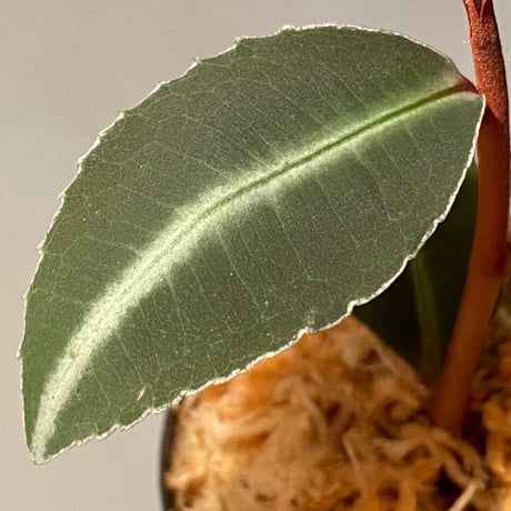 Labisia pumila from Cameron Highlands