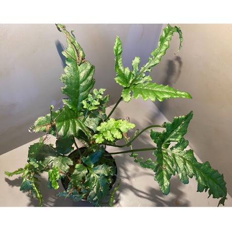 (大株) Bolbitis sp. from Siberut [LA]