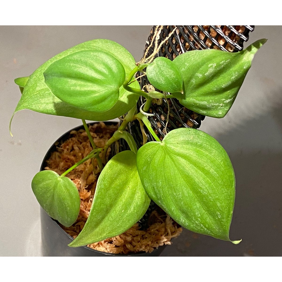 Philodendron sp. from Iquitos Peru [tanakay] |