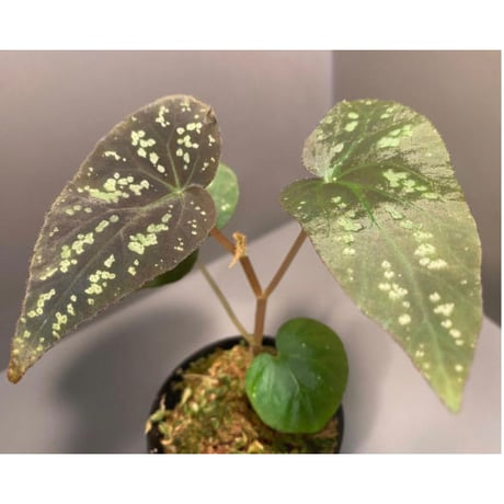 Begonia Variabilis from Dabong [TK150717]