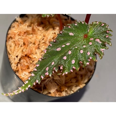 Begonia gracilicyma from Sumatra Barat [TB]