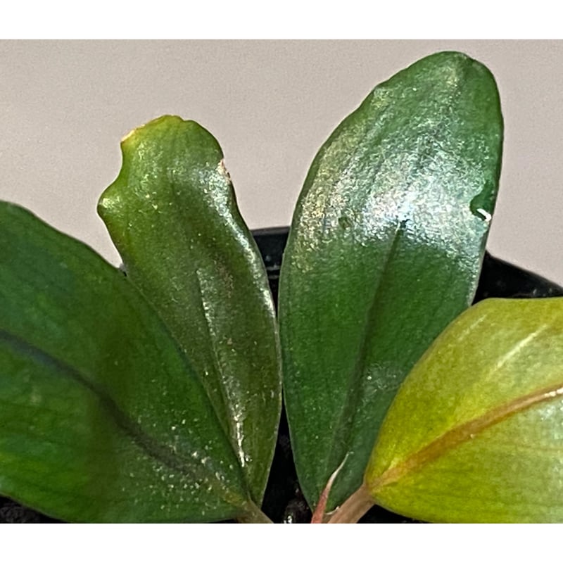 Bucephalandra sp. Bucephalandra sp.