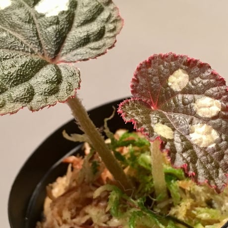 Begonia sp. from Tuyen Quang [YH1117]