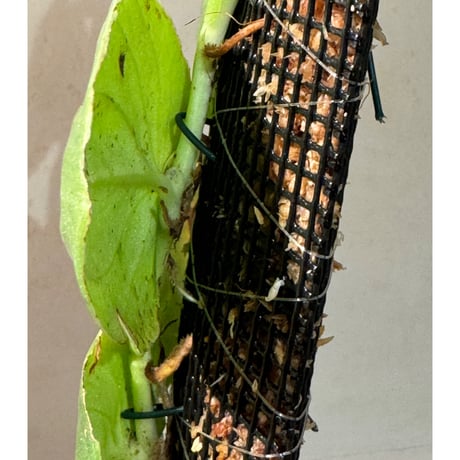 Rhaphidophora sp. from Nanga pinoh West Kalimantan