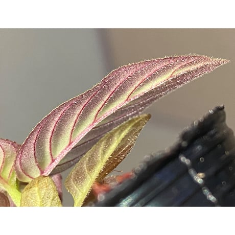 Gesneriaceae gen. from Kalimantan Barat