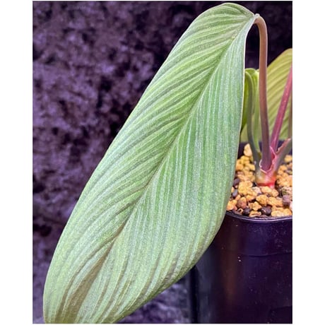 Homalomena plicata "Aceh selatan" Aceh Sumatra [TB]
