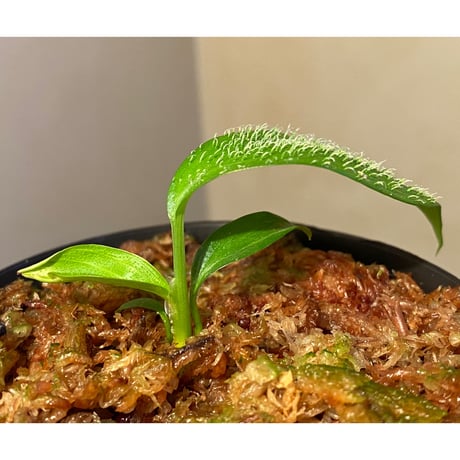 Homalomena hasei "狐尾" from Aceh sumatera [LA0616-04]