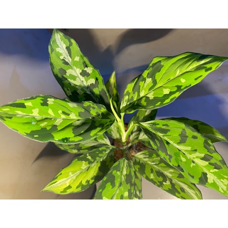 Aglaonema pictum "マルチカラー白玉" D.F.S from Sumatera barat [AZ0912-1]