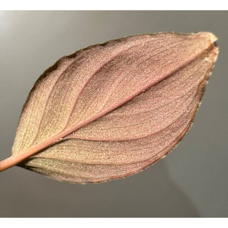 Homalomena sp. from Kayu Hitam [KN1117]