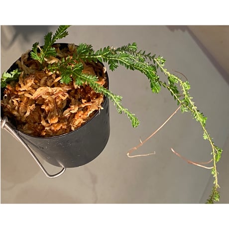 Selaginella sp. from Iquitos Peru [tanakay]