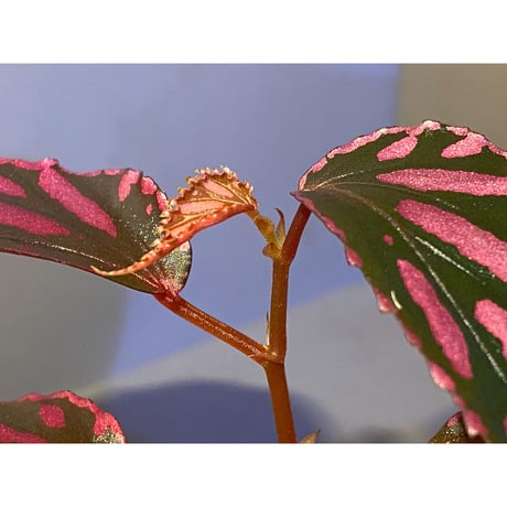 Begonia sp. ぼっち株 from Julau [R1214-01b]