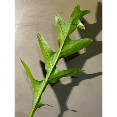 Drynaria sparsisora from West Java