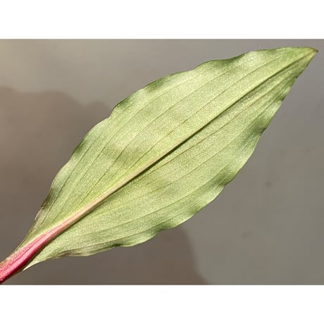 Floscopa elegans from Ecuador