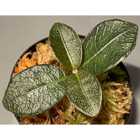 Ophiorrizha sp. from Sanggau Kalimantan