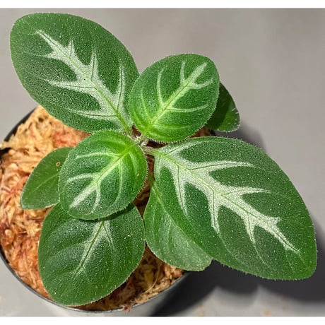 Gymnostachyum sp. f1 from Sumatera Barat [LA0414-01]