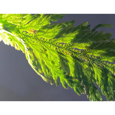Selaginella sp. from Sangkhlaburi Kanchanaburi Thailand ③