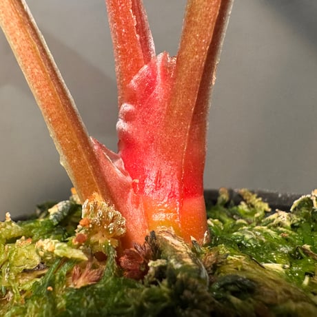 Anthurium luxurians