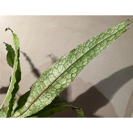 Microsorum sp. from Paracatu Minas Gerais