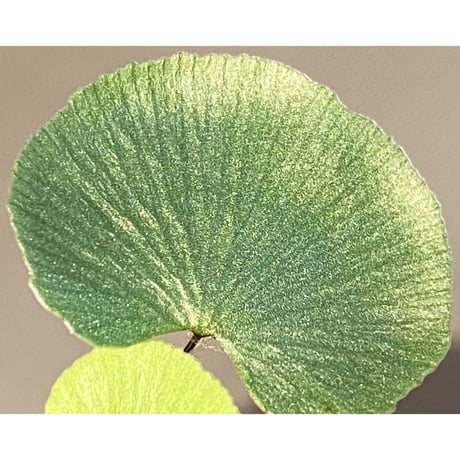 Adiantum reniforme