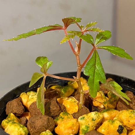 Begonia polilloensis