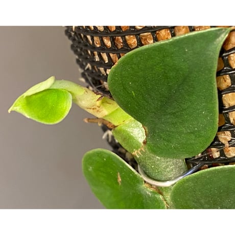Rhaphidophora sp. from Trat Thailand ①